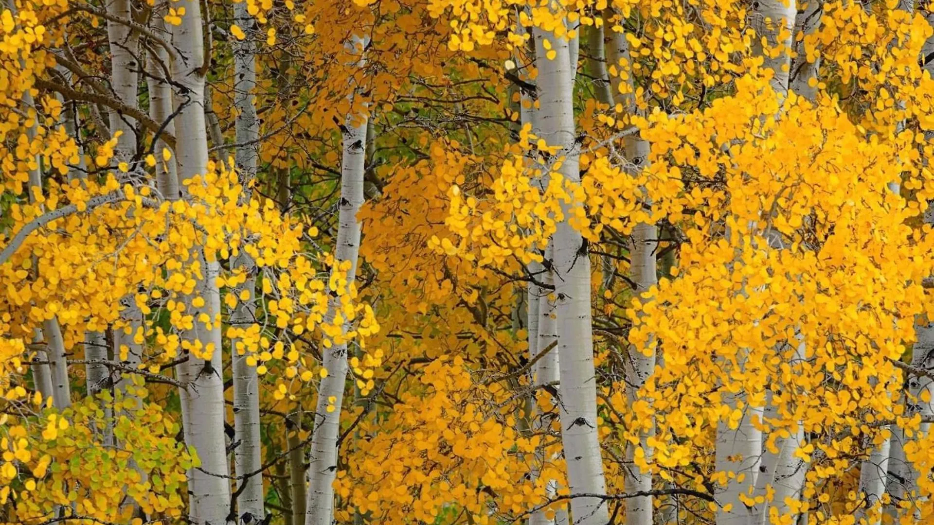 421 * Beaver Creek